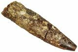 Fossil Sauropod Dinosaur (Rebbachisaurus) Tooth - Morocco #329052-1
